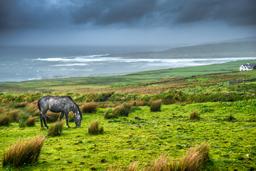 Horse and landscape | 